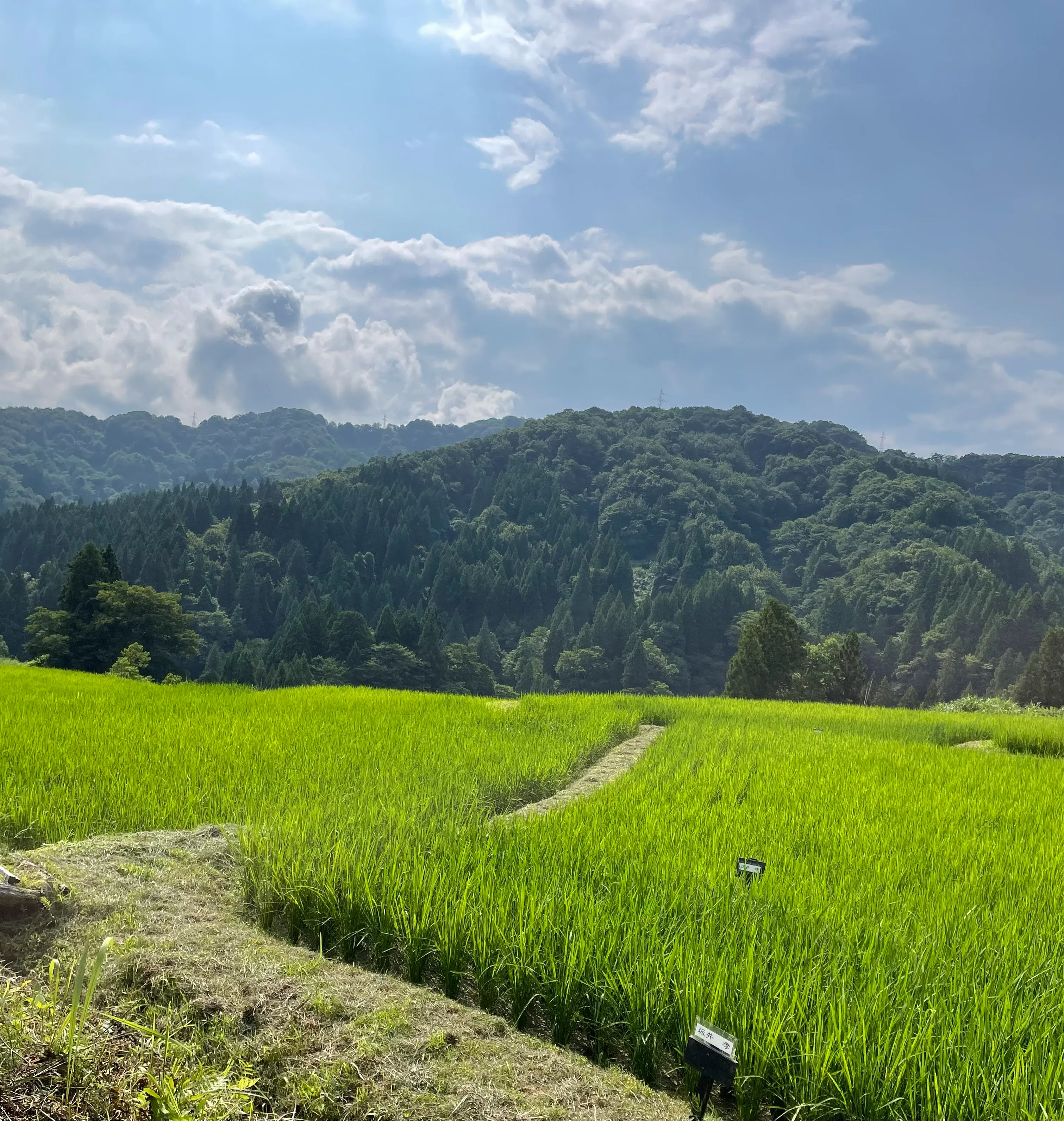 2番目の画像